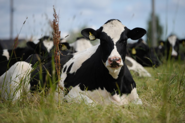 33 коровы — единым лотом