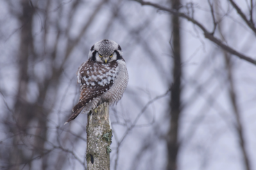 Приюты для диких животных получают поддержку
