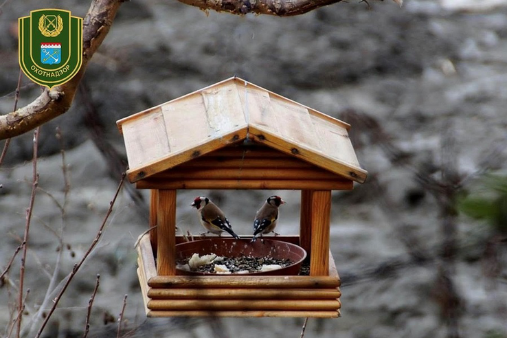 Покормите птиц зимой — они послужат вам весной