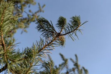 Больше парков и скверов