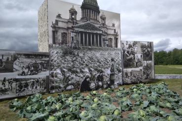  На «Дне поля» воссоздали блокадные огороды