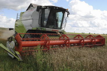В Ленинградской области началась уборка зерна