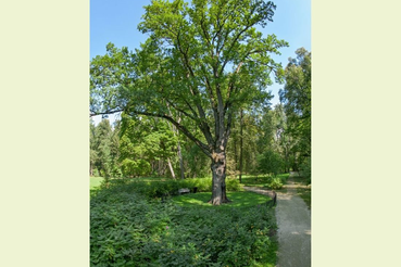 Россия голосует за Тургеневский дуб