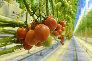 Огурцы и помидоры «выбрали» Волосовский район