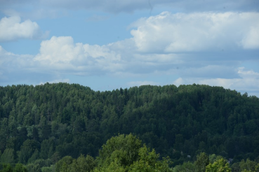 Область ликвидирует незаконные рубки
