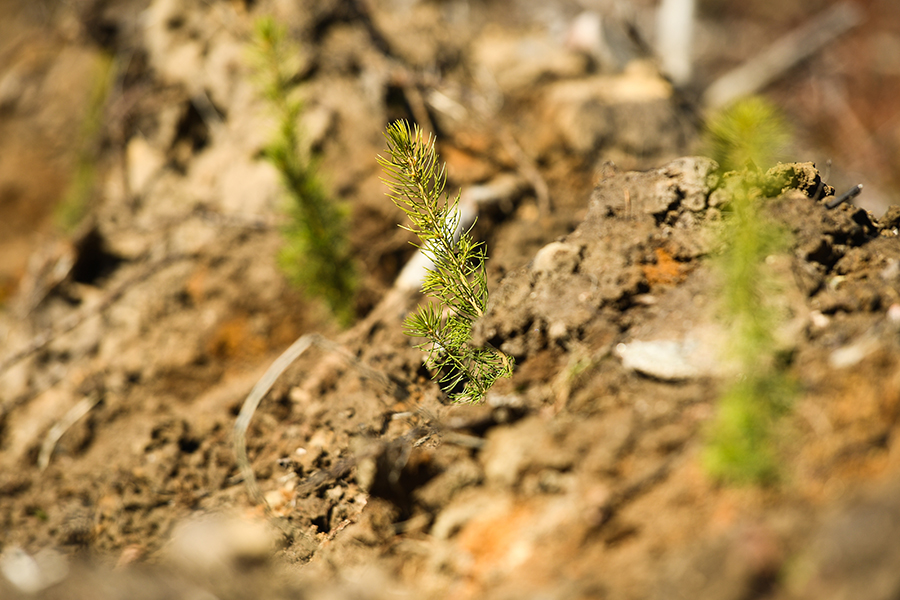 В области выбрали дополняющие друг друга технологии мусоропереработки