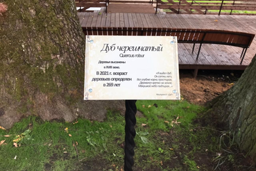 НАЦПРОЕКТЫ – НОВОСТИ ИЗ РАЙОНОВ: в Луге при строительстве набережной сохранили многолетние дубы