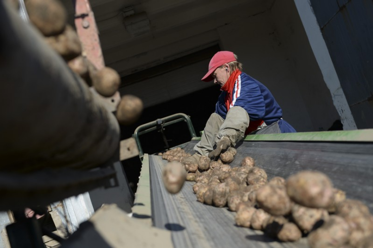 В Ленинградской области началась уборка картофеля
