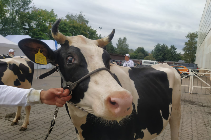Самые продуктивные коровы — в Ленобласти