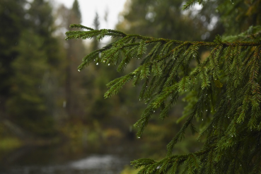  Погашение недоимки за лес — на контроле