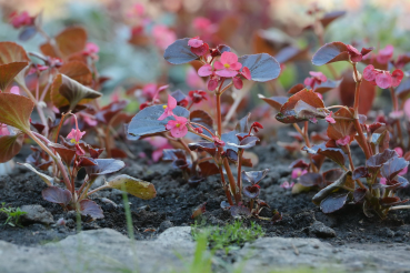 Приоратский парк меняется