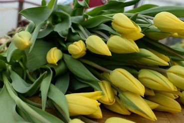 Область поздравляет женщин с главным праздником весны