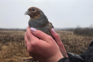 Сотня куропаток – областной природе