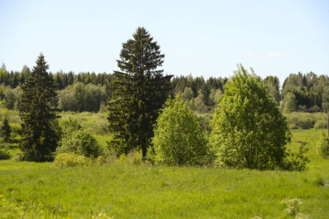 Ленинградская область – лидер по платежам за лес