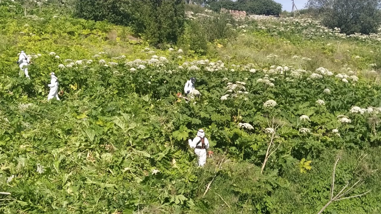 Карта борщевика ленинградской области