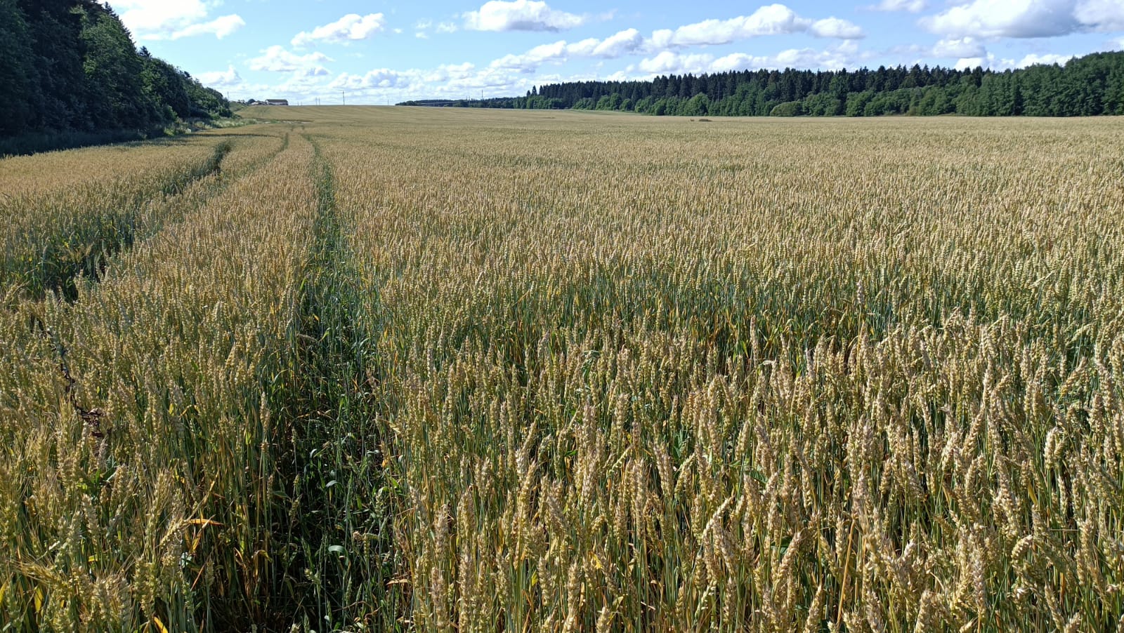 Ленинградская область убирает зерно предпросмотр